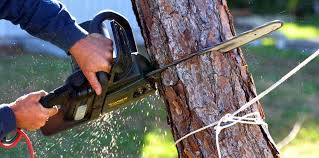 Best Tree Health Inspection  in Kenner, LA