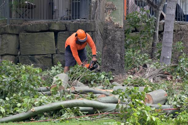 Why Choose Our Tree Removal Services in Kenner, LA?