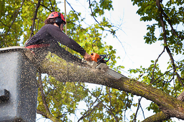 Best Hedge Trimming  in Kenner, LA